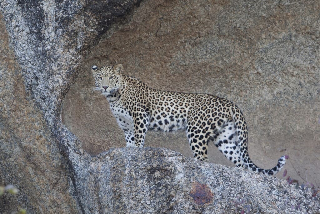 leopard jawai safari inde du nord