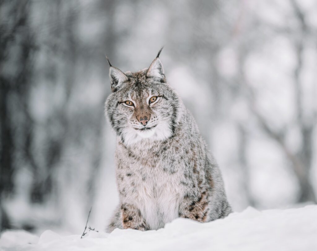 lynx forêt boréale neige Norvège