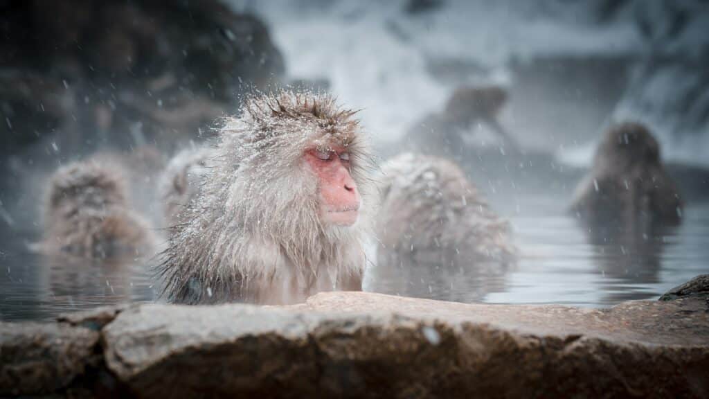 macaques japonais onsen bains japon