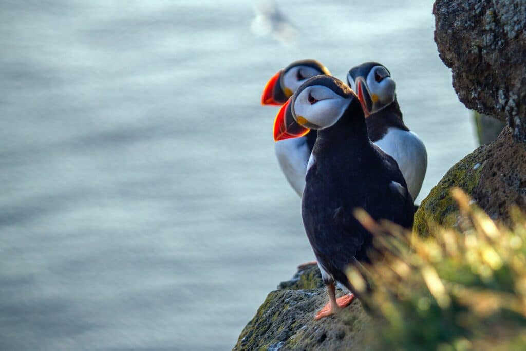Trois macareux moine sur le littoral sud islandais.
