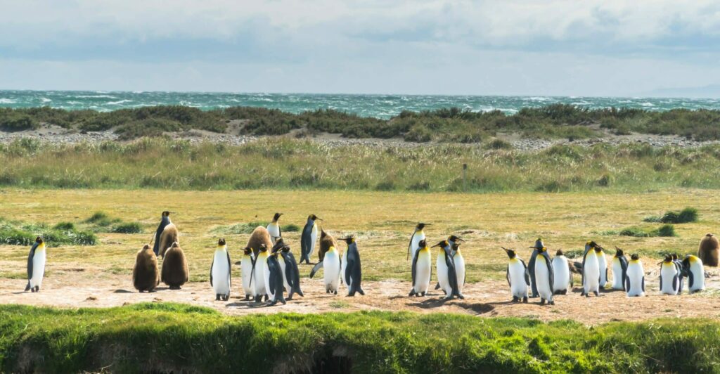 Manchots de Magellan au large de Punta Arenas au Chili.