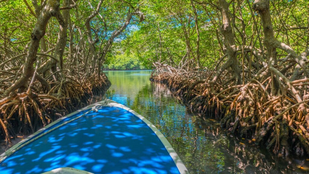 mangrove parc national punta sal honduras