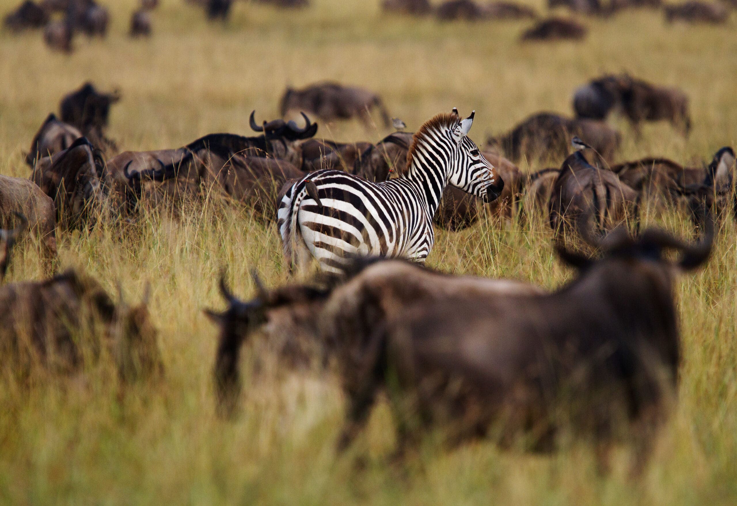 mara angama lodge séjour safari kenya
