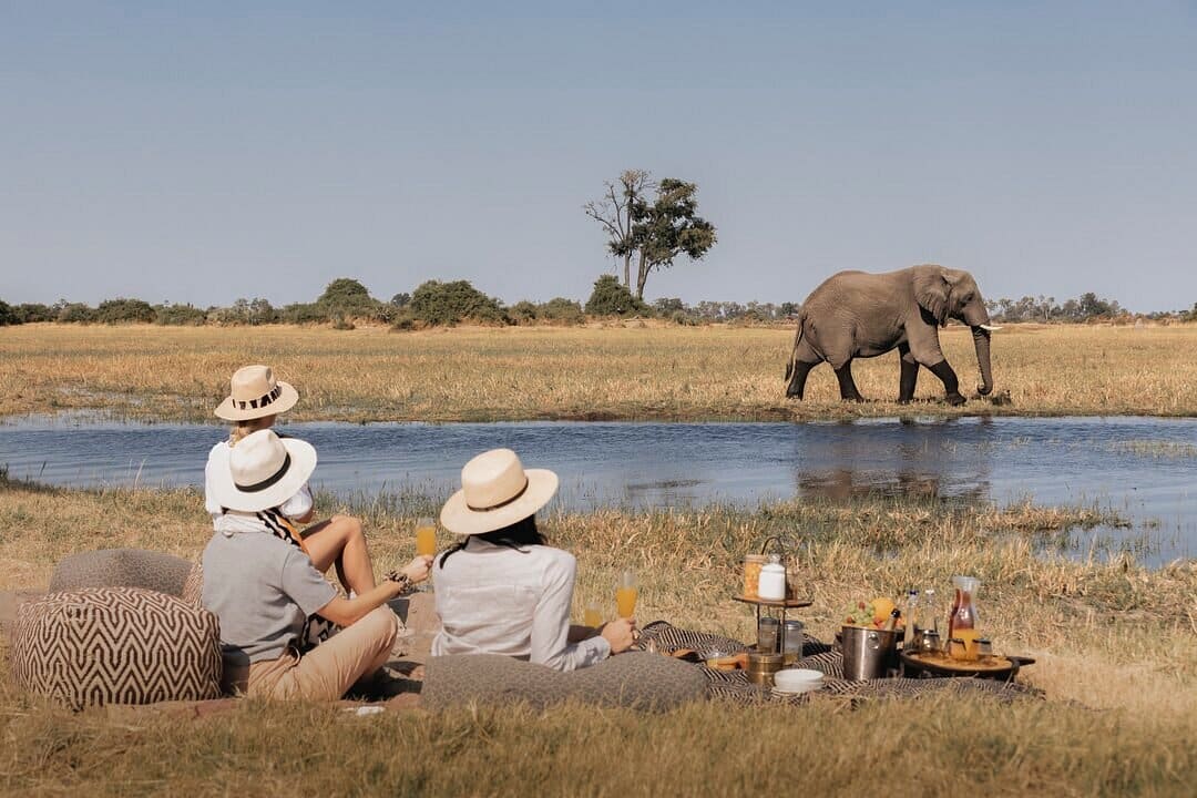 Pique-nique dans la brousse depuis le Mombo et Little Mombo Wilderness au Botswana.