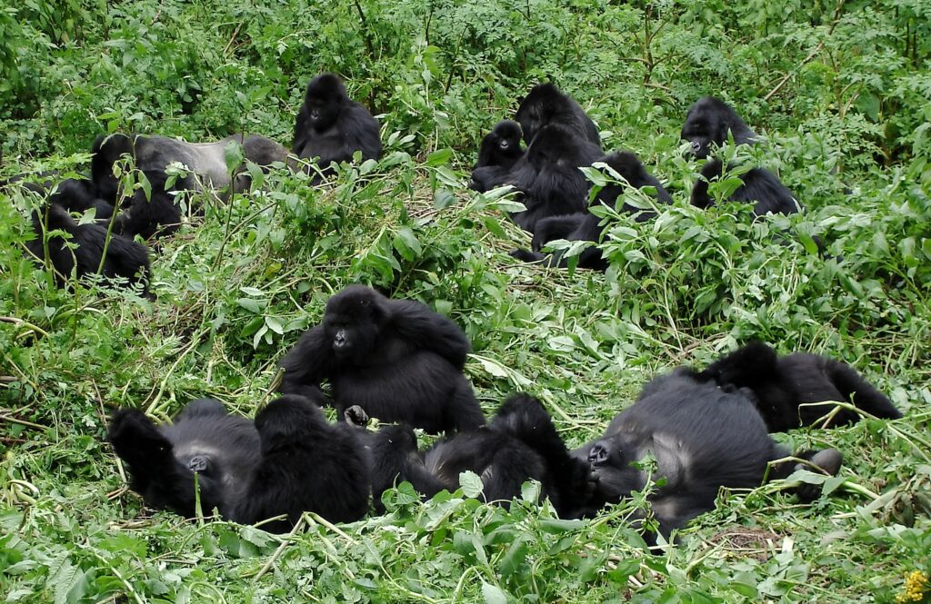 Big,Mountain,Gorilla,Family,With,Silverback,And,Multiple,Baby,Gorillas