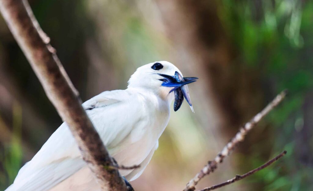 White,Tern(gygis,Alba),At,Cousin,Island,,Seychelles,,Indian,Ocean,,Africa