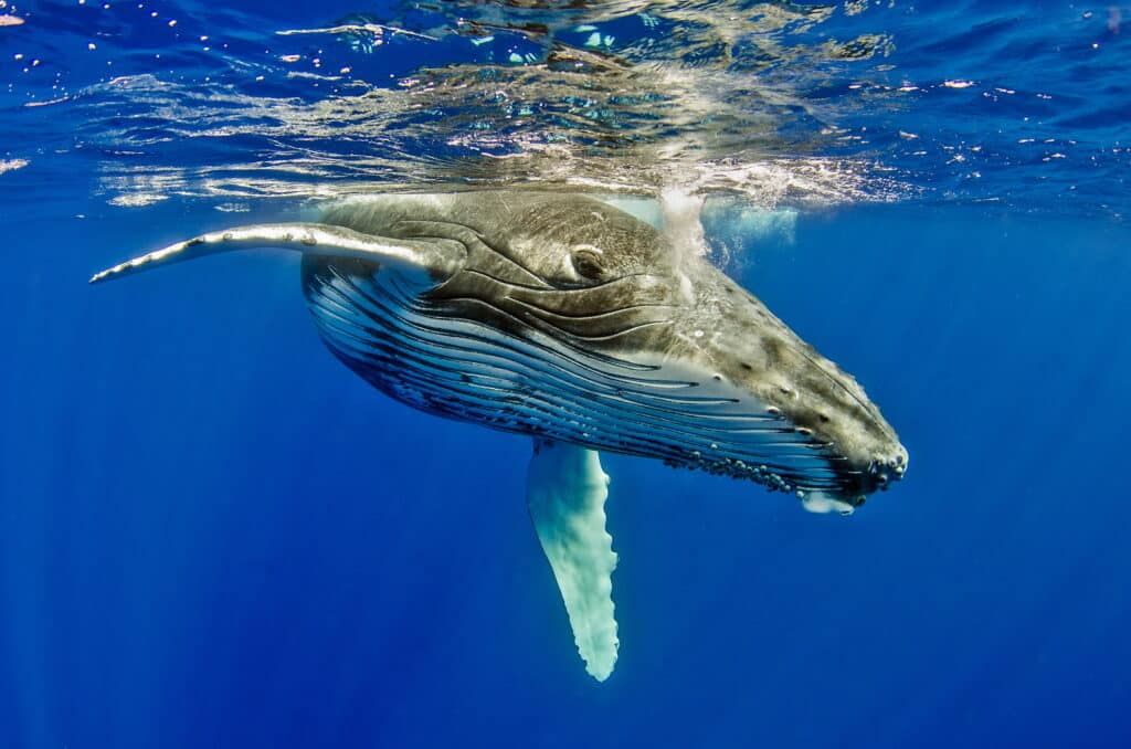 Humpback,Whale,Calf