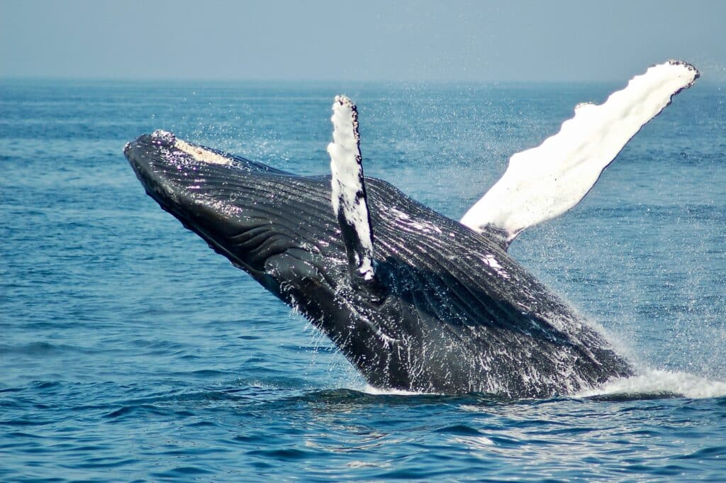 observation baleines large madagascar croisiere
