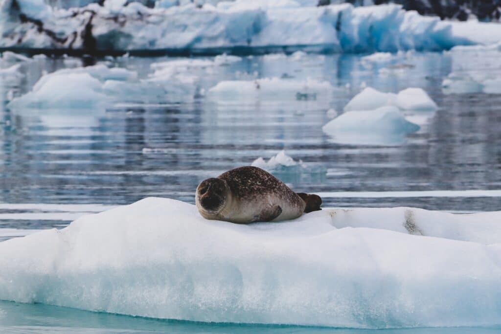 Observation d'un phoque à Jokulsarlon en Islande.