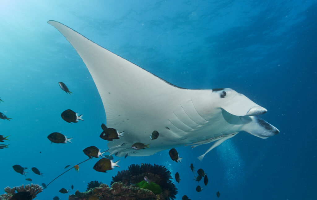 Manta,Ray,Swimming,In,Ocean,Great,Barrier,Reef