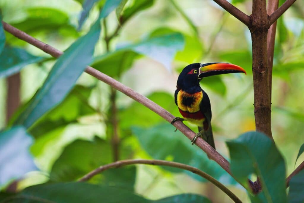 oiseau costa rica faune flore