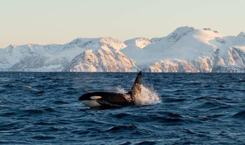 Orca,(orcinus,/,Cetacean,/,Killer,Whale),Shows,His,Head
