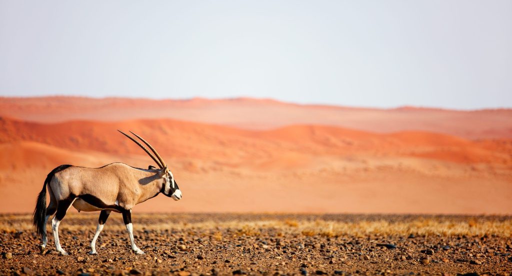 Oryx vue de près dans le désert de Sossusvley.