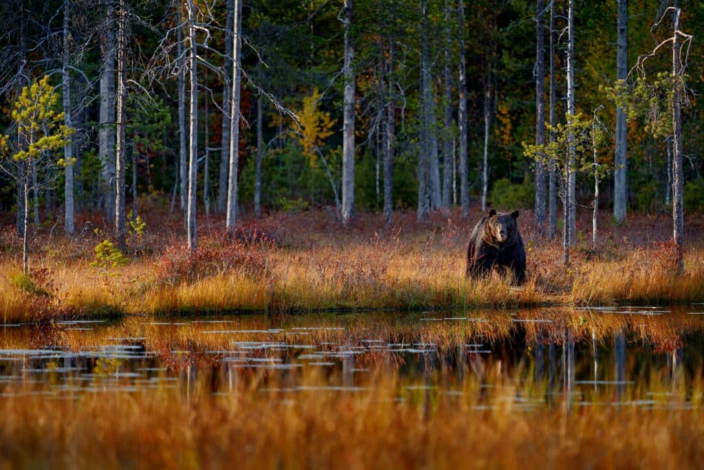 ours brun Carpates Roumanie