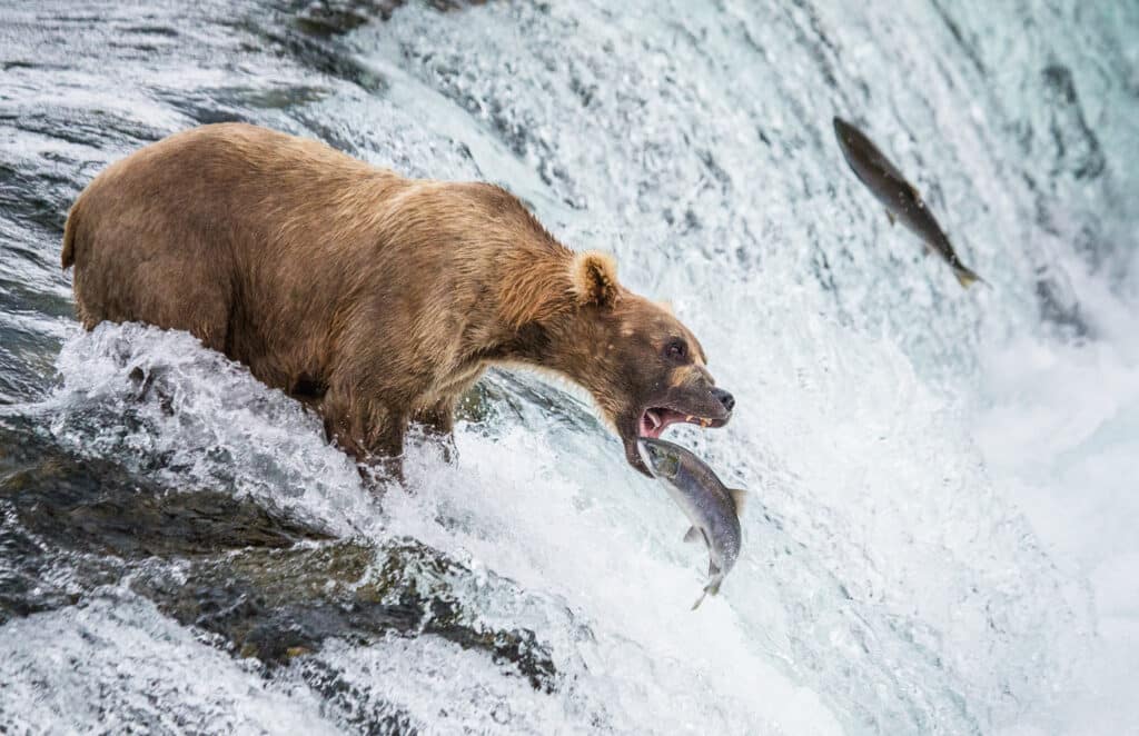 Brown,Bear,Catches,A,Salmon,In,The,River.,Usa.,Alaska.