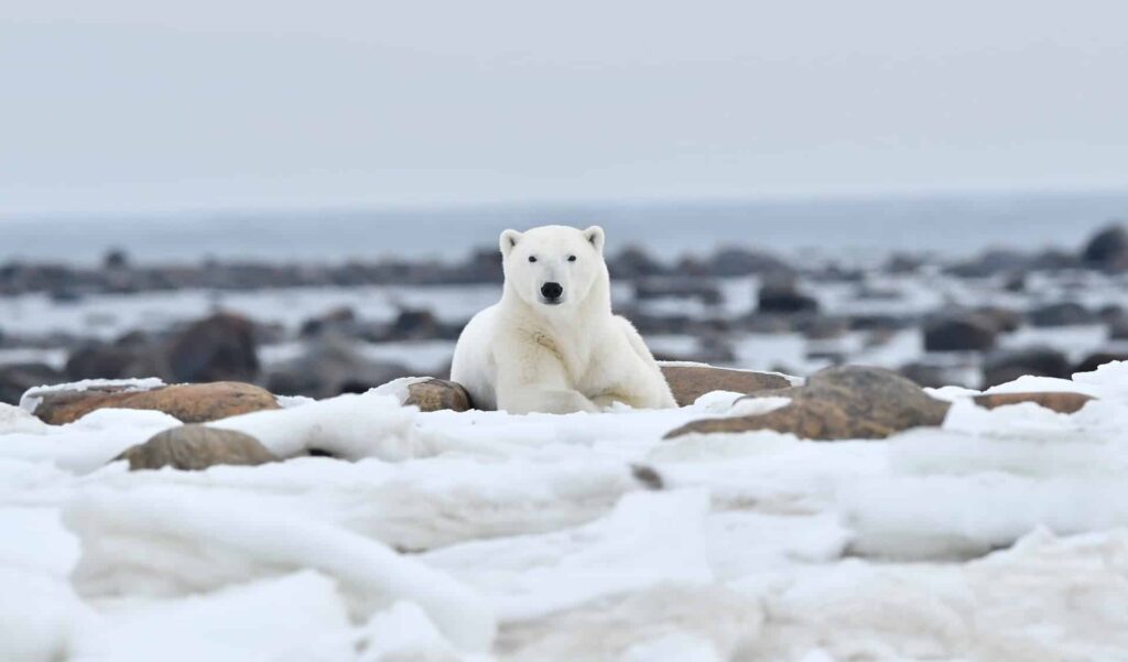 Ours polaire dans la baie d'Hudson, Canada.