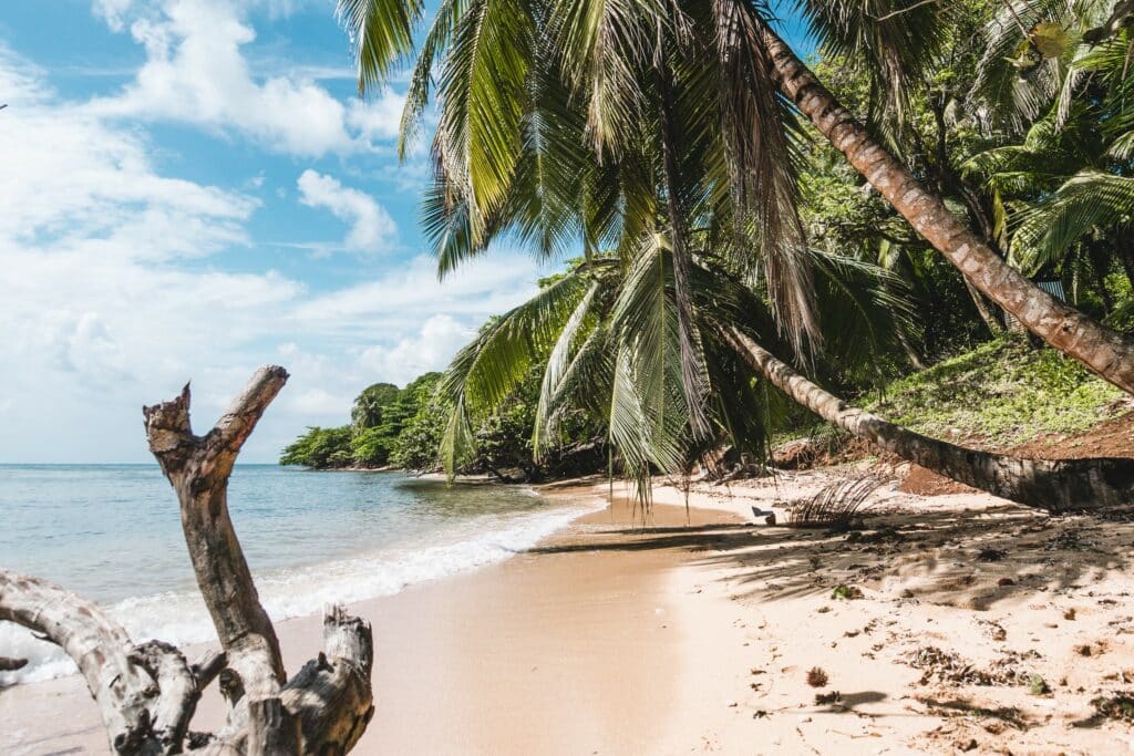 palmier rivage plage little corn island nicaragua