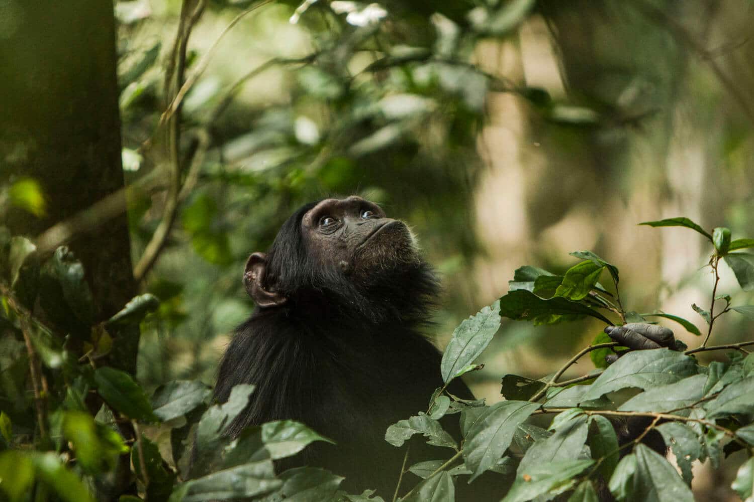 papaya lodge ouganda activités safari primate
