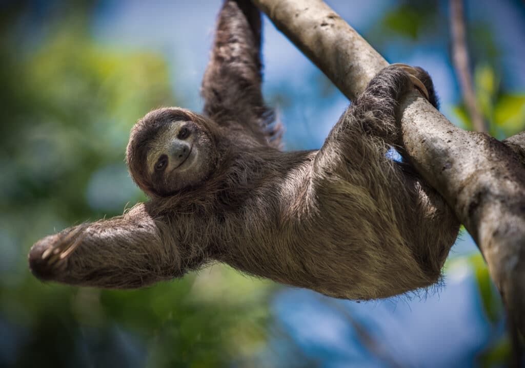 Happy,Sloth