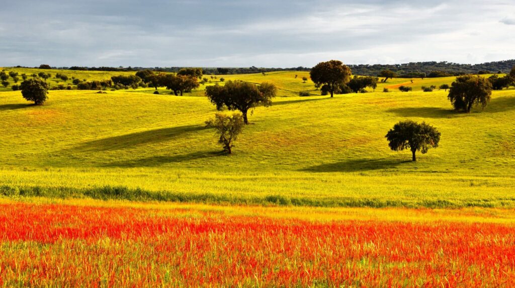 paysages typique Alentejo Portugal