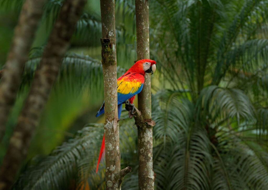 perroquet Ara macao Darien Panama