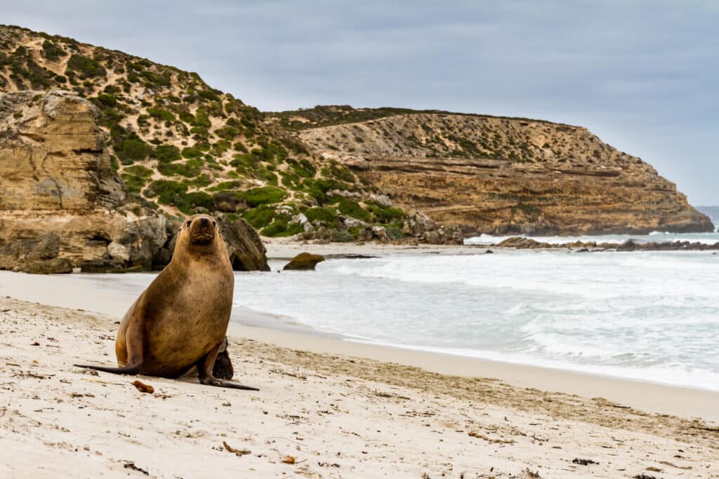 Seal,At,The,Sealbay,,Kangaroo,Island