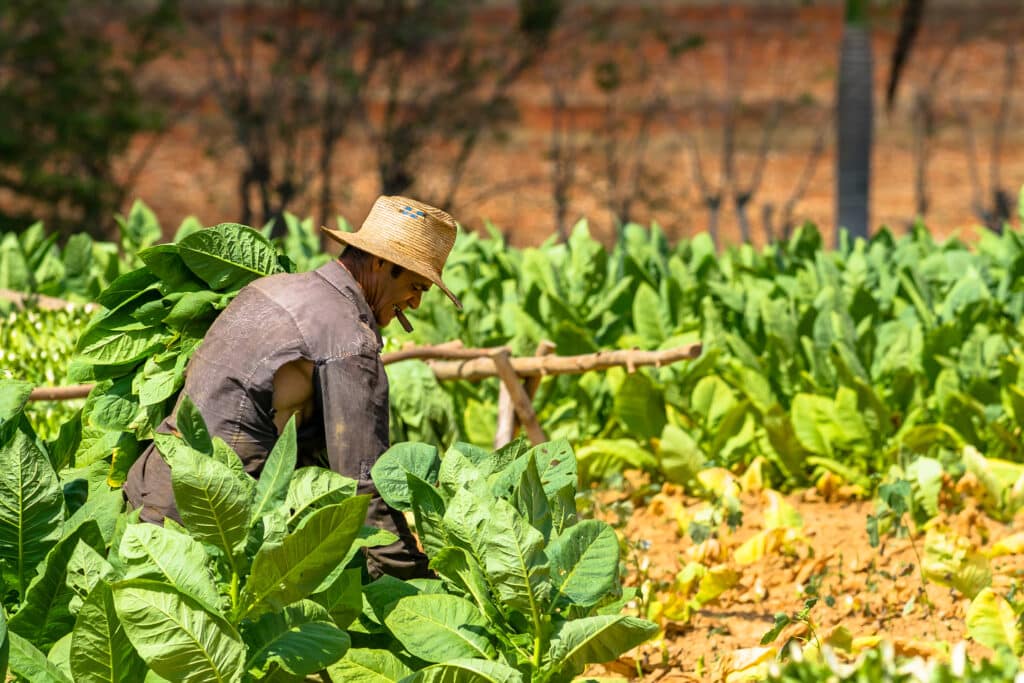 Vinales,,Cuba, ,March,,2018.,Tobacco,Farmer,Collect,Tobacco,Leaves.