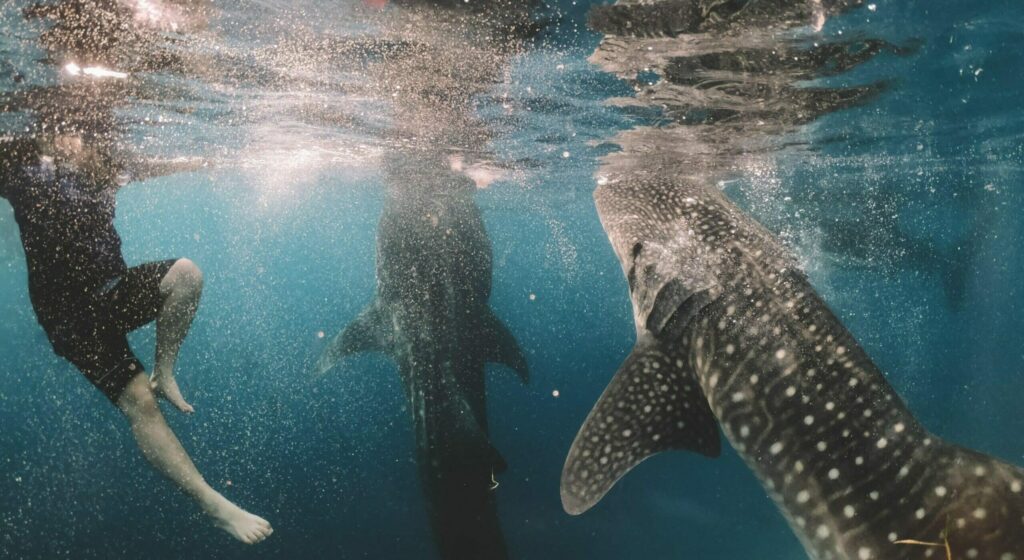 Plongée avec les requins baleine au large de l'île de Mafia
