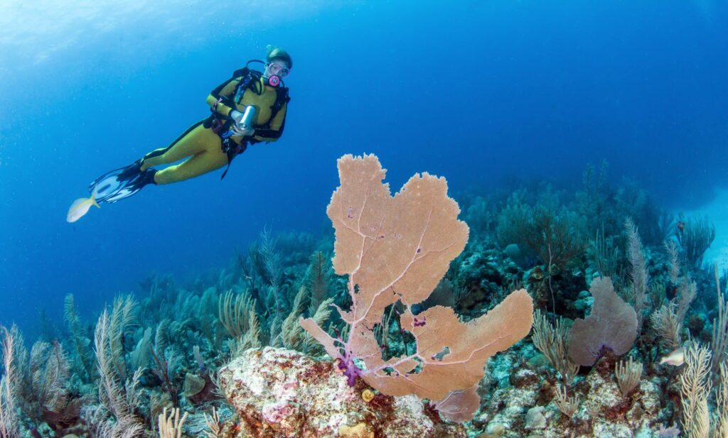 plongée barrière de corrail Grand Trou Bleu Belize
