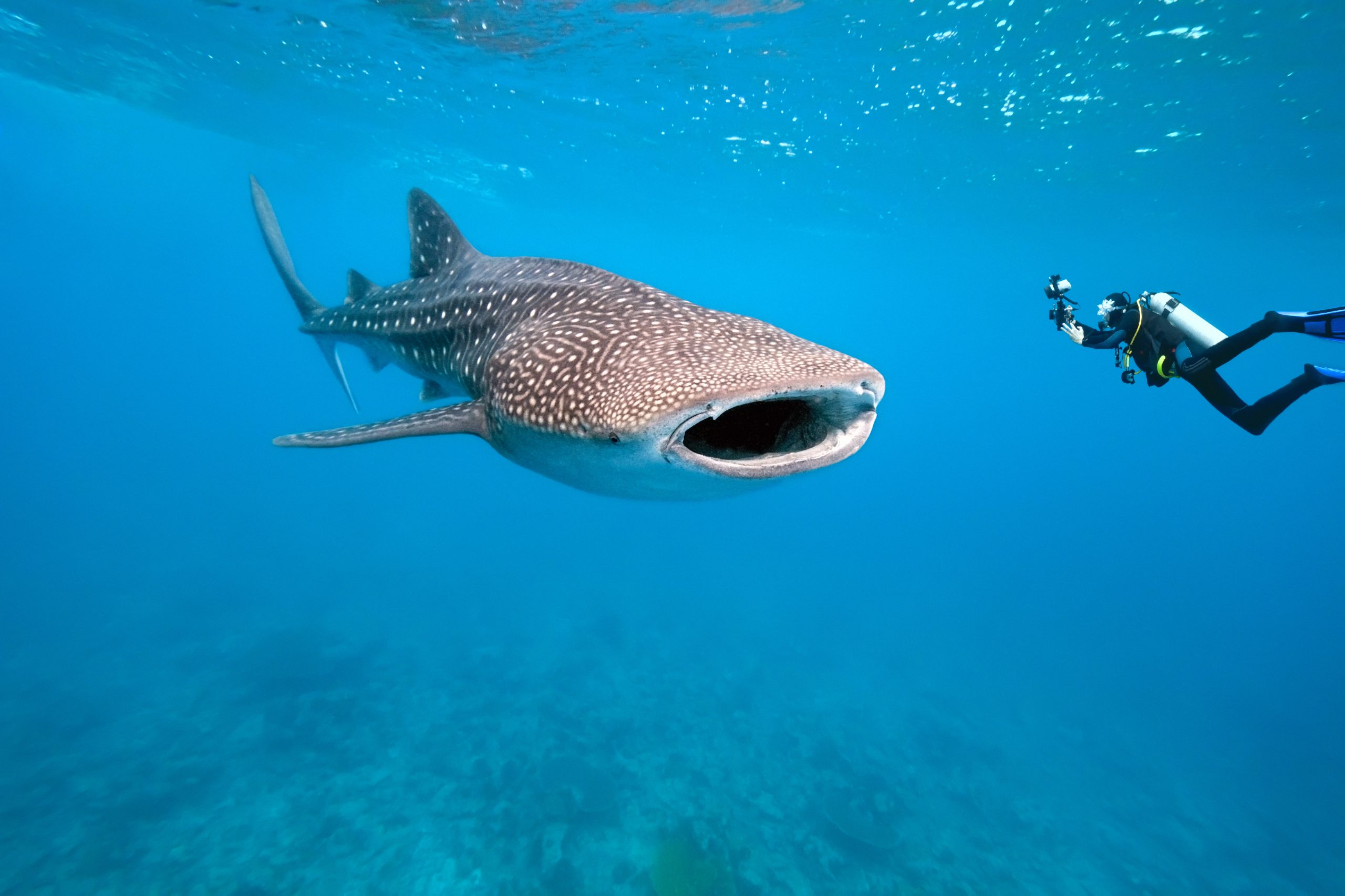 À la rencontre du requin-baleine 