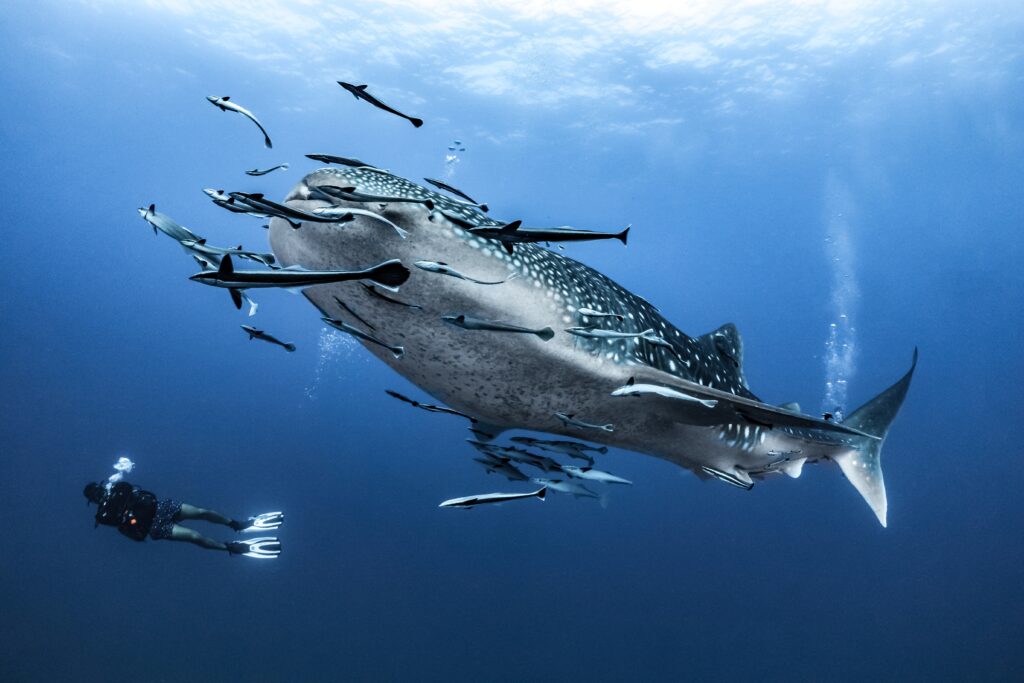 plongée requin baleine atoll d’Ari Sud Maldives