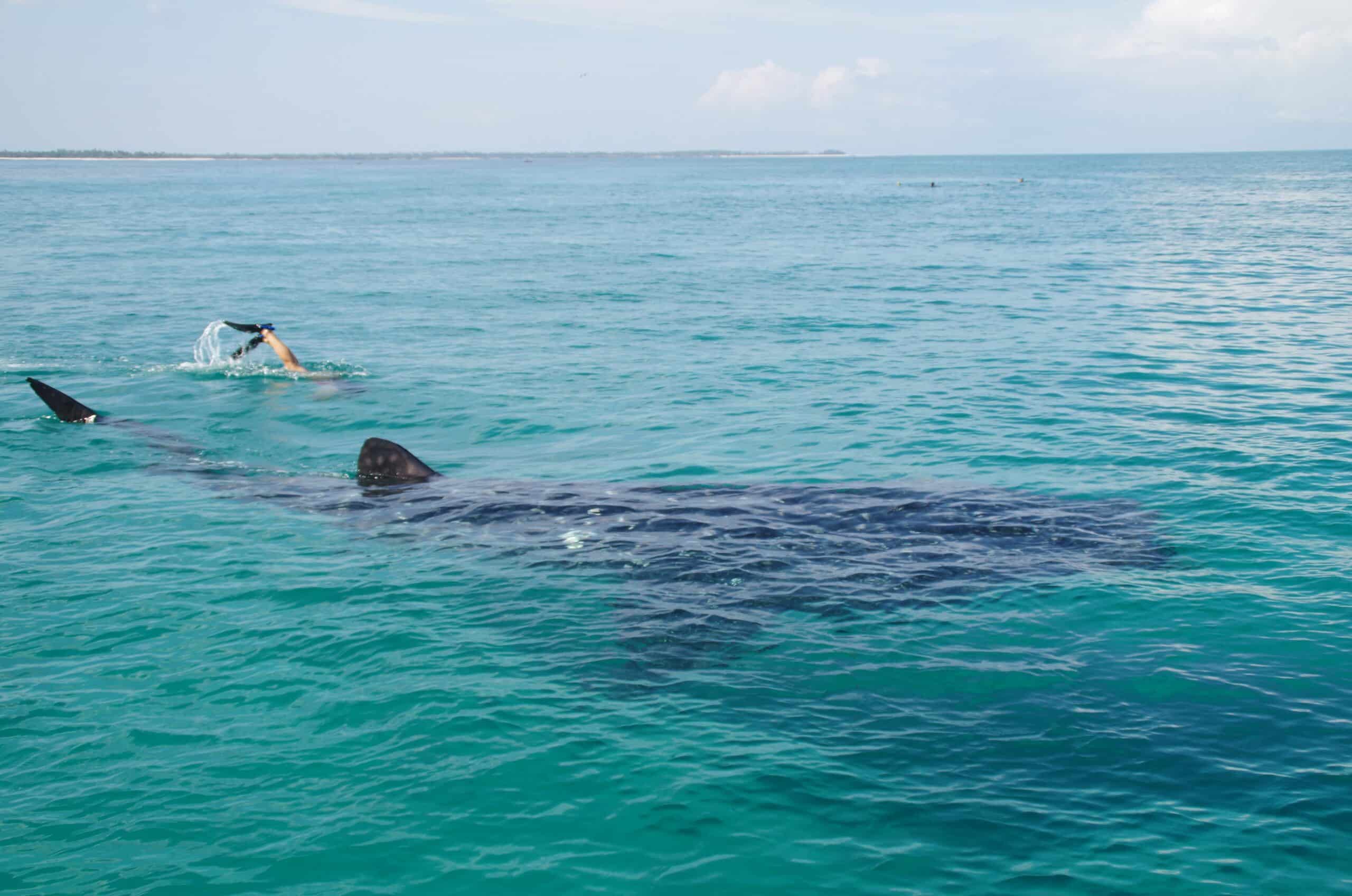 Plongée avec un requin baleine dans l'archipel de Mafia depuis le Fanjove Island Lodge.