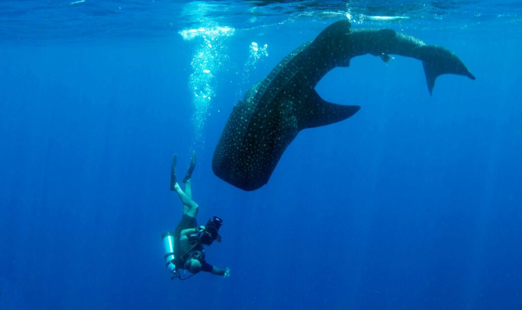 A,Whale,Shark,Diving,From,The,Surface,With,A,Diver