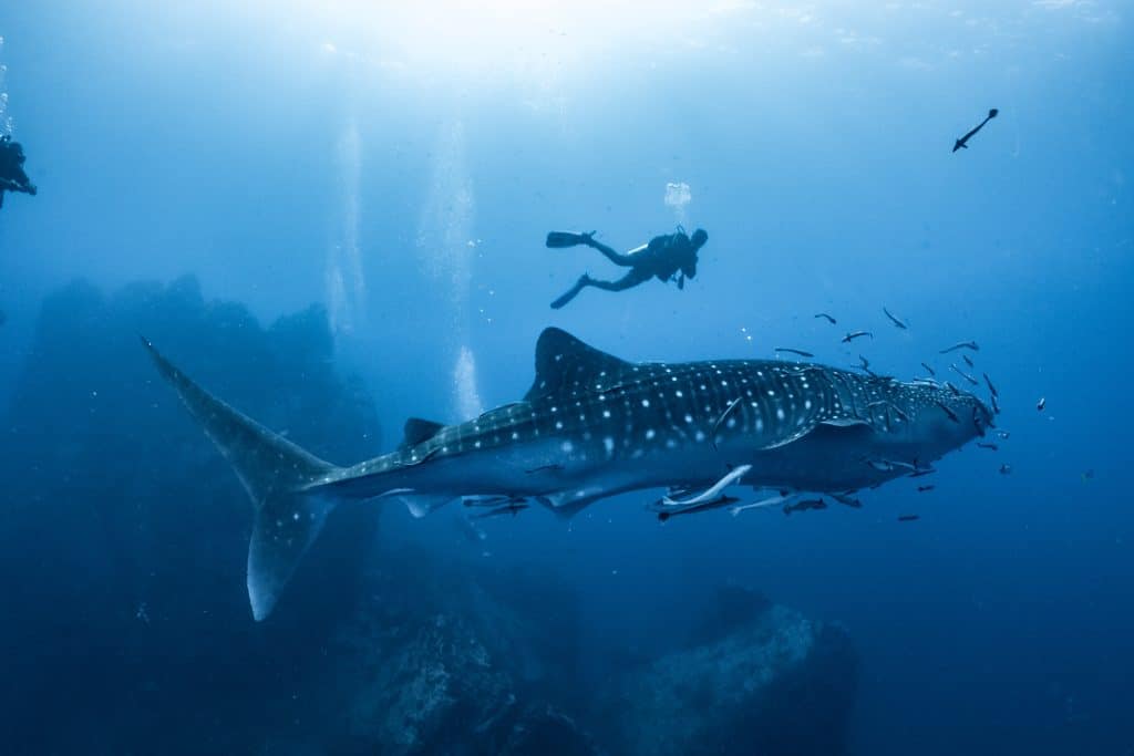 Giant,Whale,Shark,Swimming,Underwater,With,Scuba,Divers