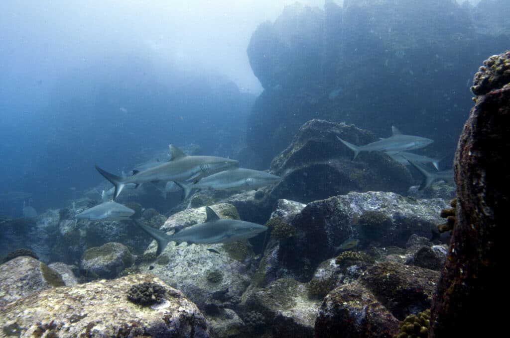Grey,Sharks,In,Seychelles,,Indian,Ocean