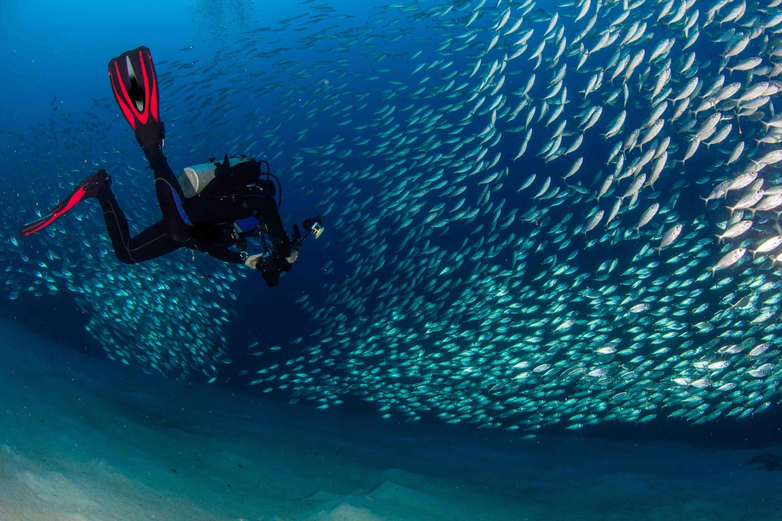 plongée sous marine faune Tsara Komba Madagascar