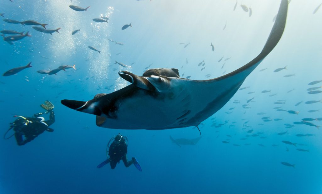 Manta,And,Diver,On,The,Blue,Background
