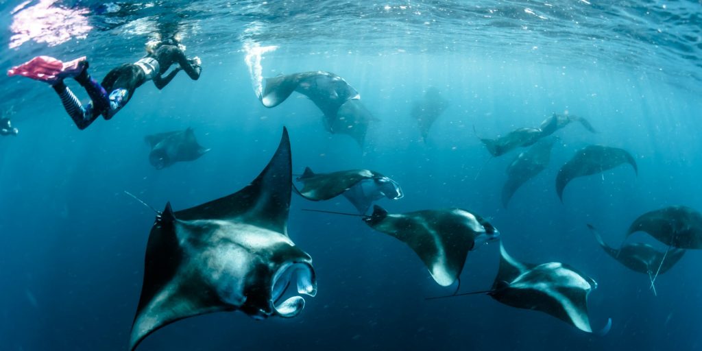 plongée sous marine raies manta Maldives