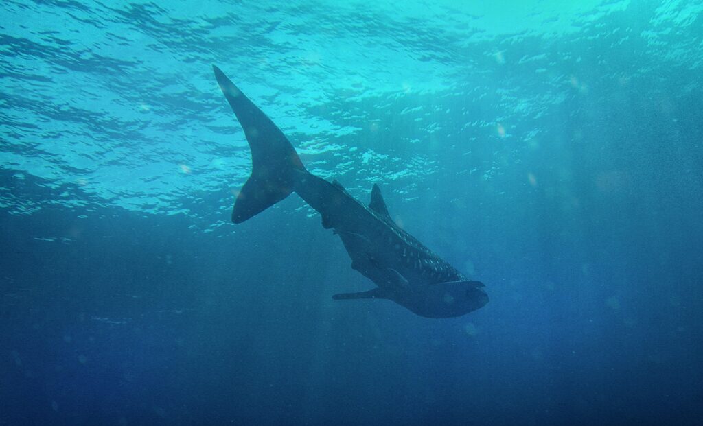 plongee sous marine requin baleine au large de la Nouvelle Caledonie