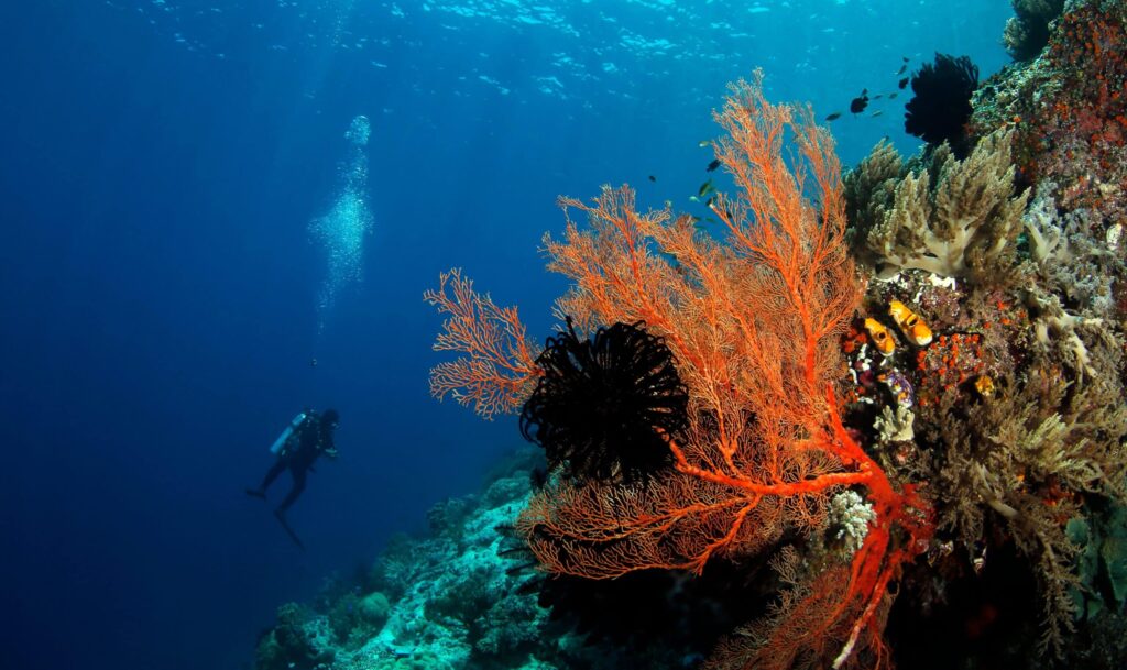 Scuba,Diver,And,Coral,Reef,Against,Surface,In,Misool,,Raja