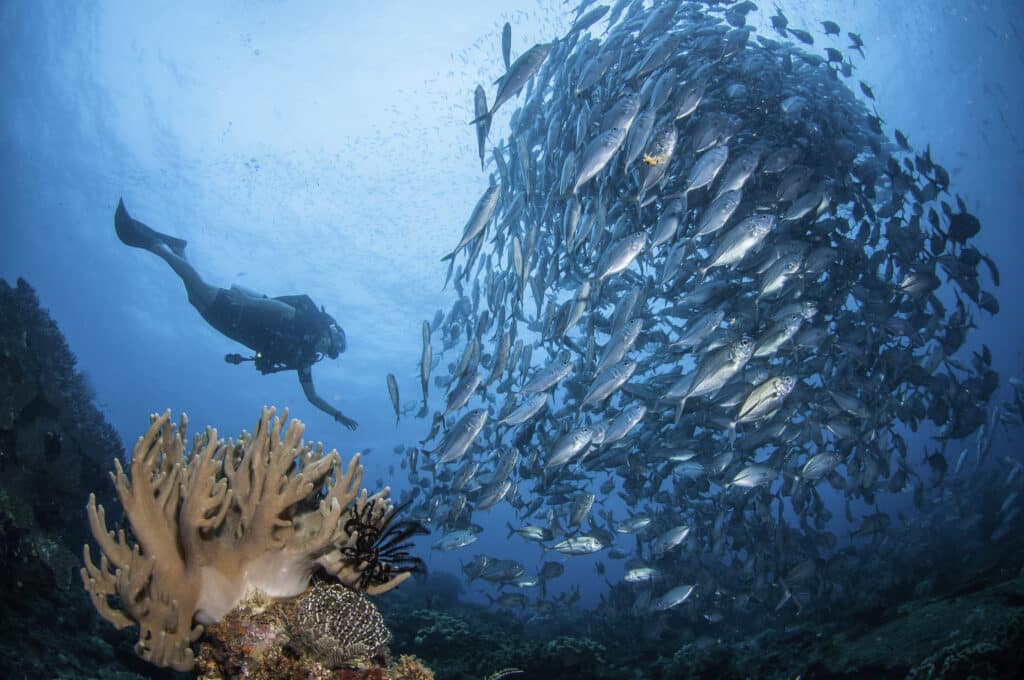 Diver,And,A,School,Of,Jack,Fish,,Raja,Ampat,,Indonesia.