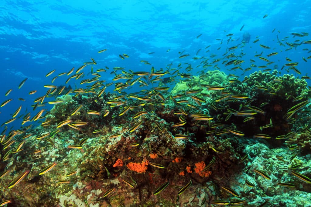 School,Of,Fish,Over,Coral,Reef.,Coiba,,Panama