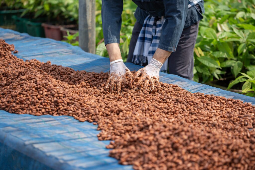 processus sechage feves cacao sao tome principe