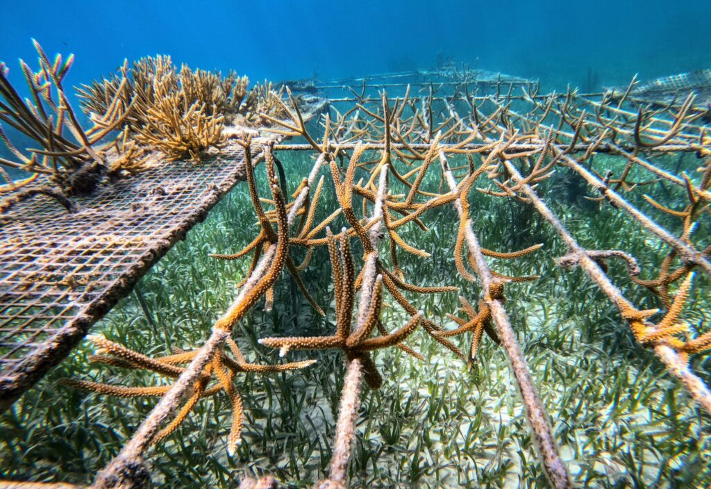 Coral,Nursery,With,Stag,Horn,Coral,Being,Grown,To,Improve