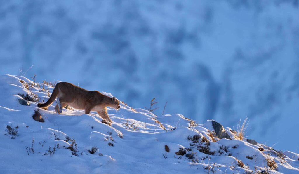 Puma en chasse dans le parc national Torres del Paine, au sud du Chili.