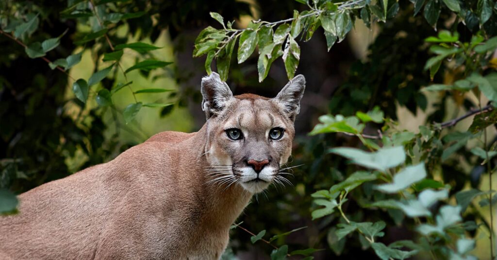 Puma dans la forêt d'Iguazu en Argentine.