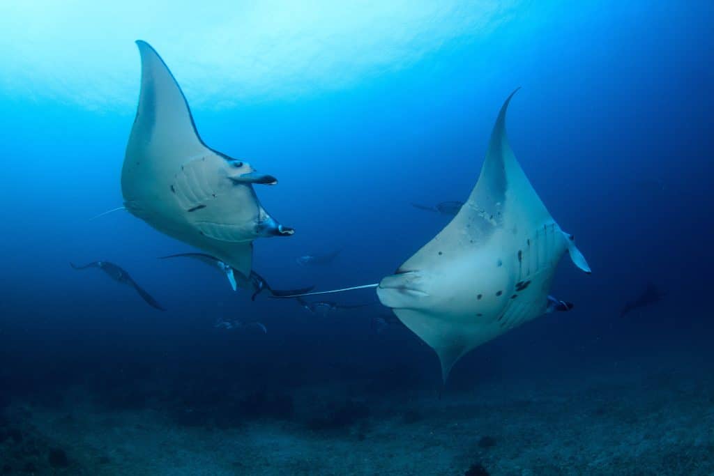 raies manta raja ampat pongee sous marine indonesie