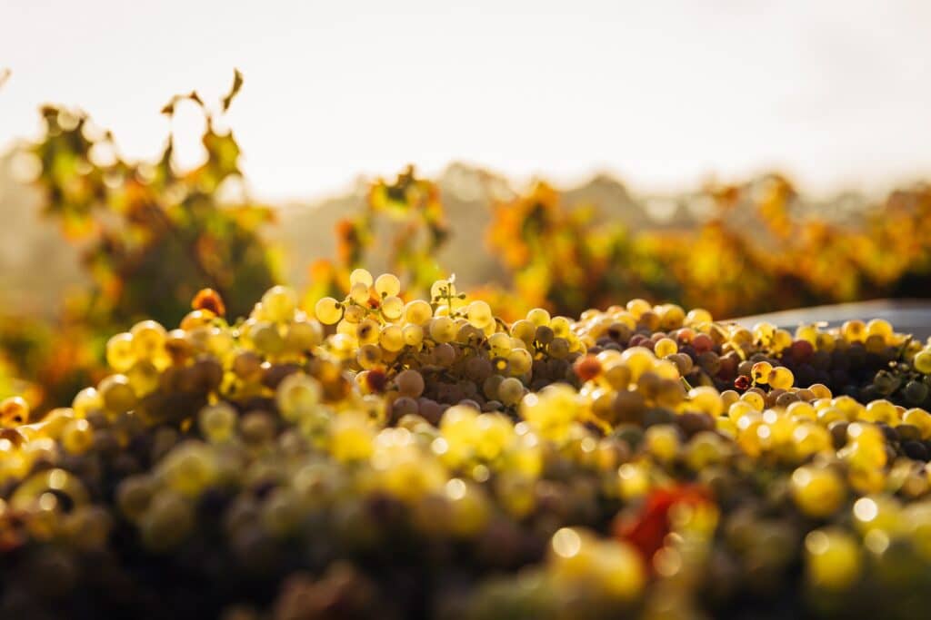 raisin vin Alentejo Portugal