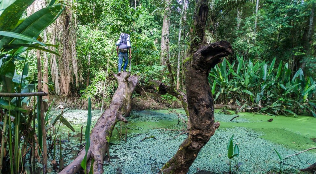 Randonnée dans la forêt amazonienne du parc national Madidi en Bolivie.