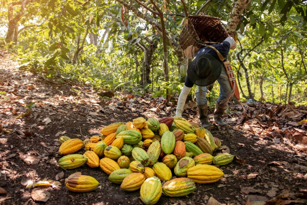 récolte cacao fabrique claudio corello sao tome principe